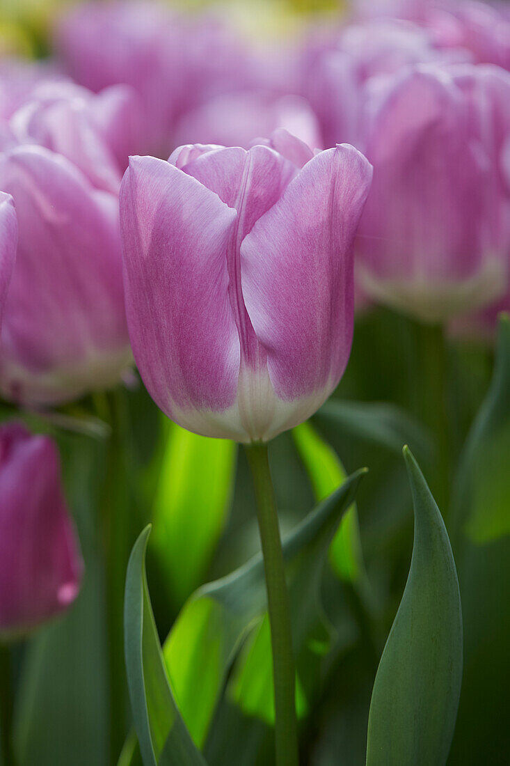 Tulipa Magic Lavender