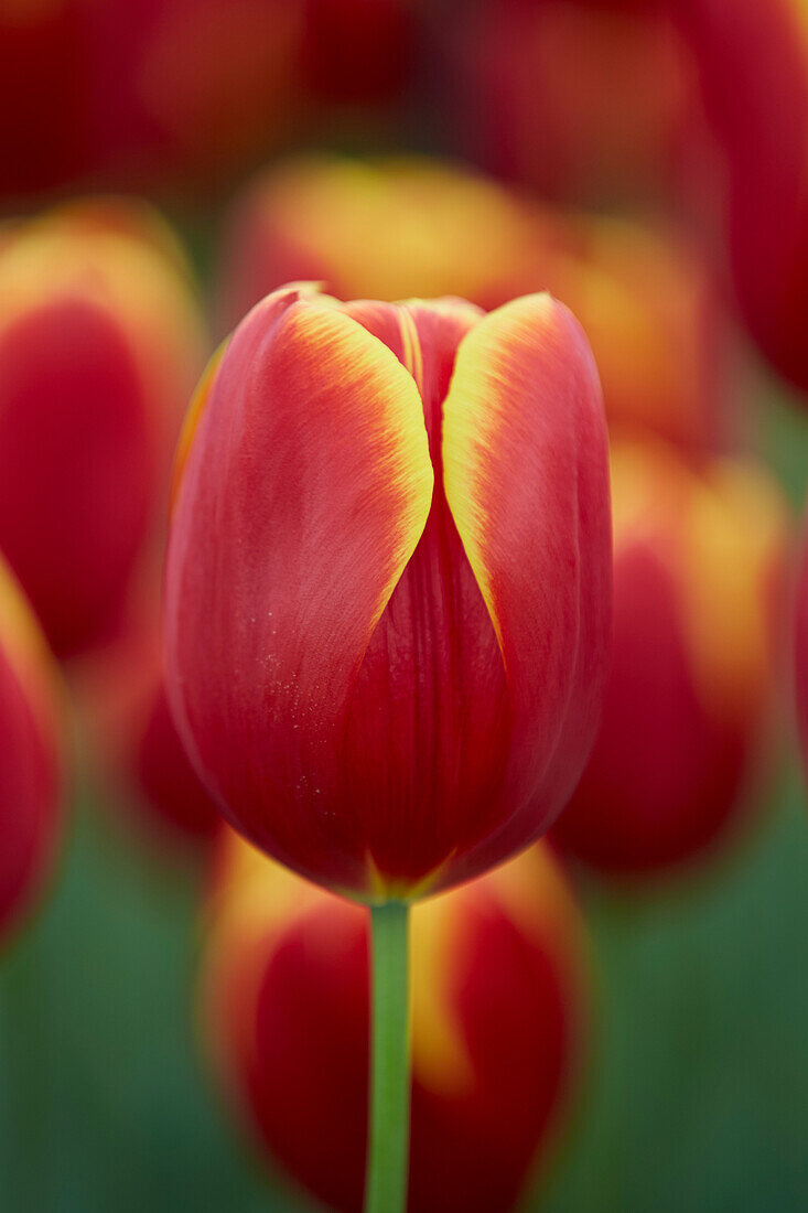 Tulipa Flying Dragon