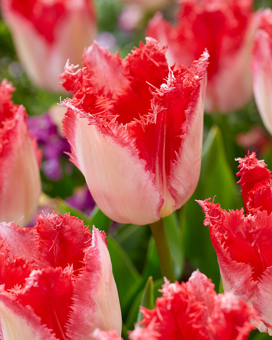 Tulpe (Tulipa) 'Sweets Paradise'