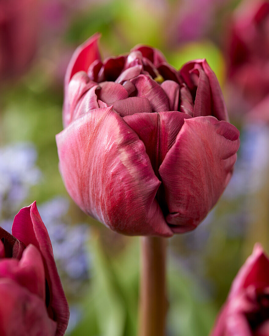 Tulipa Cassandra