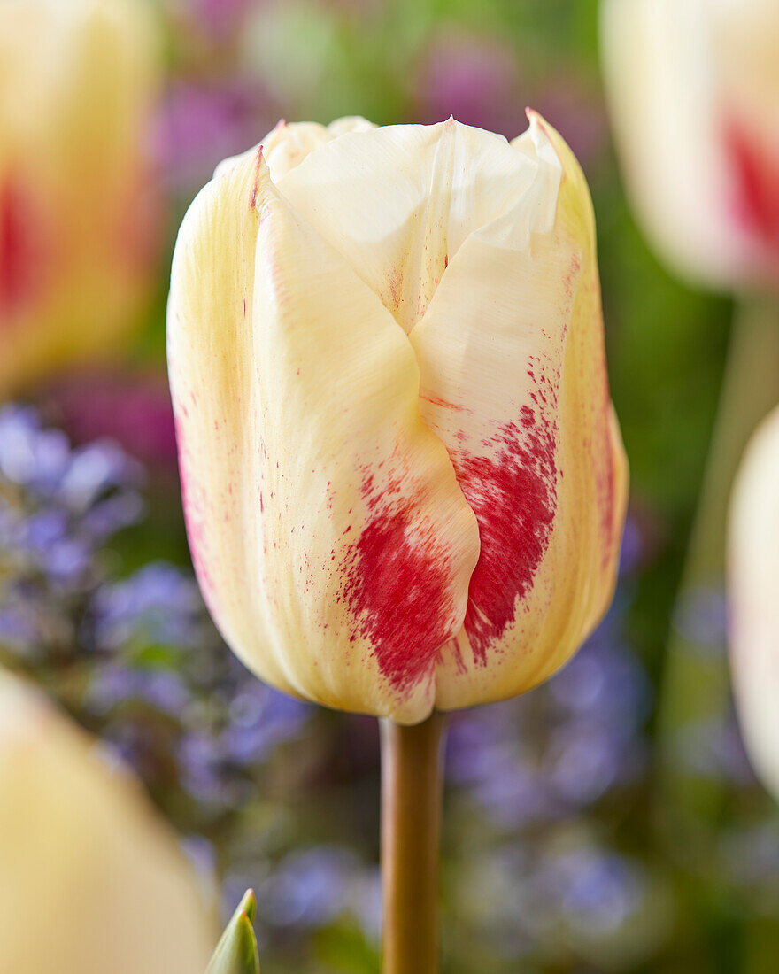 Tulipa Tango