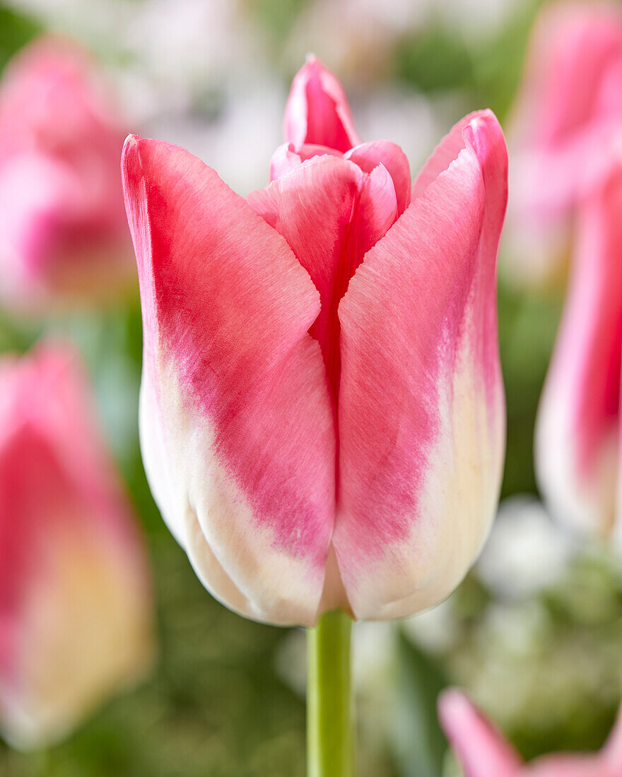 Tulpe (Tulipa) 'Jabadabadoo'