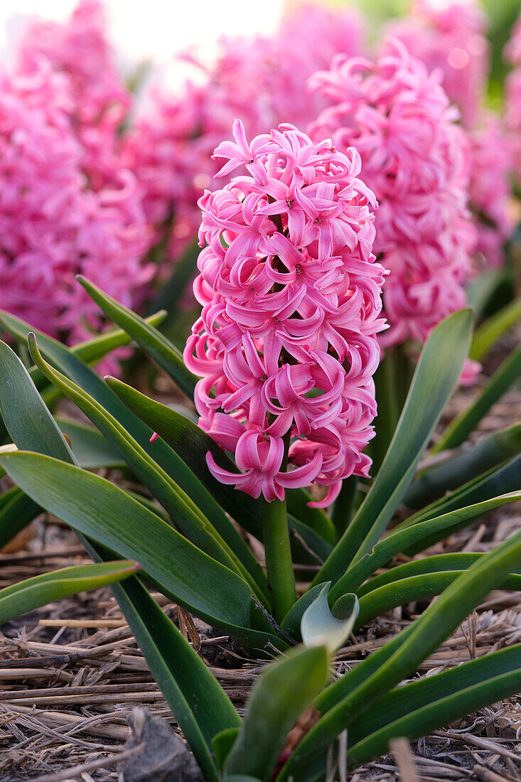 Hyacinthus Scarlet Pearl