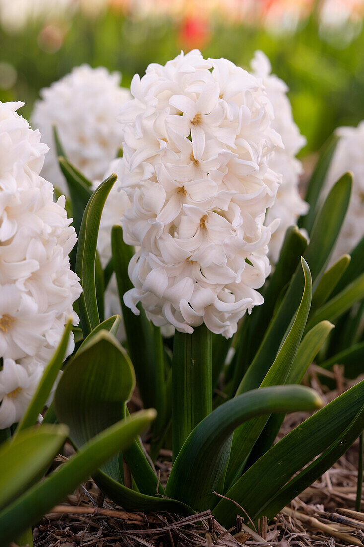 Hyacinthus Fairy White