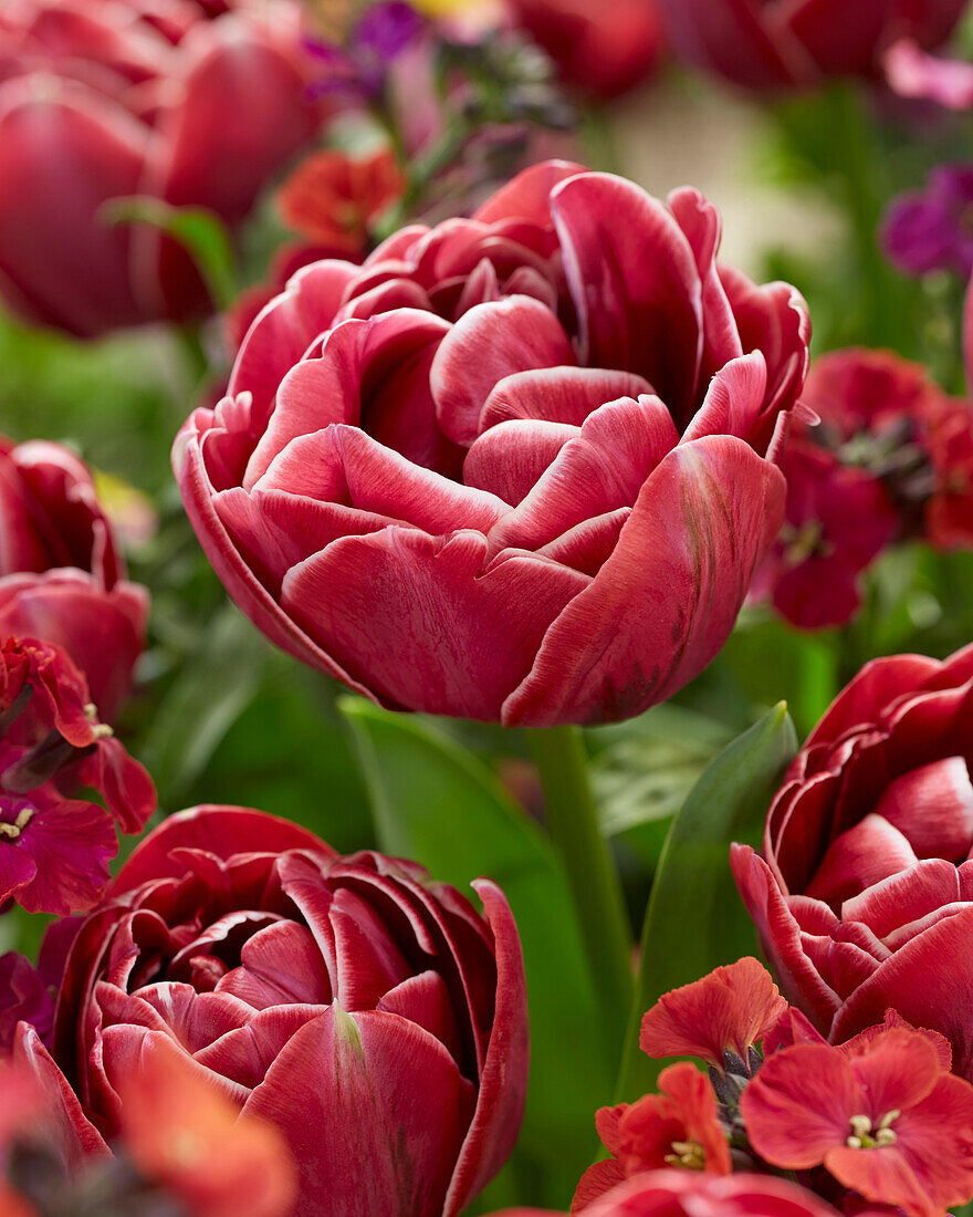 Tulipa Dream Touch