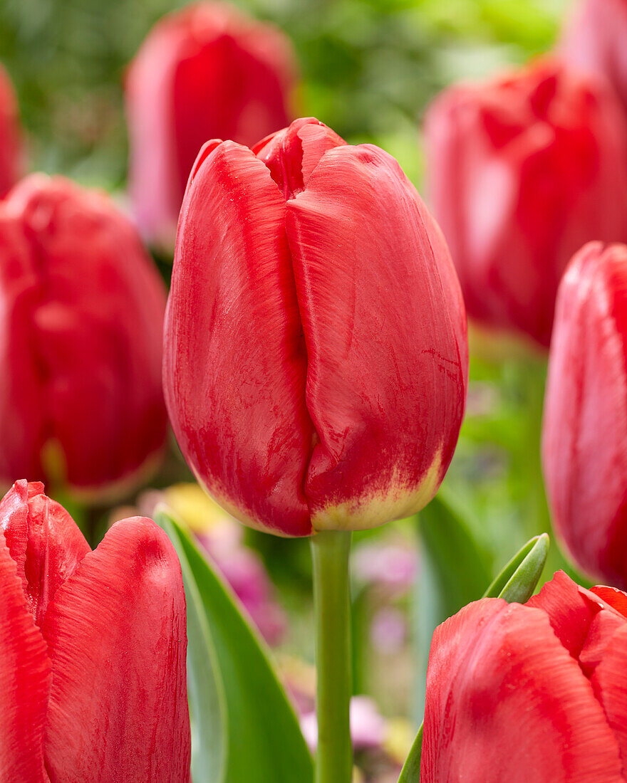 Tulipa Antarctica Love