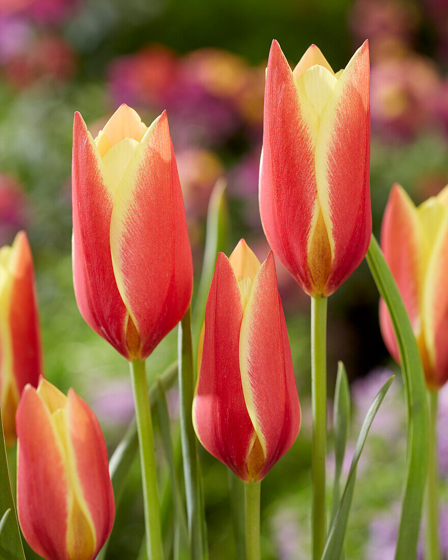 Tulpe (Tulipa) 'Taco'