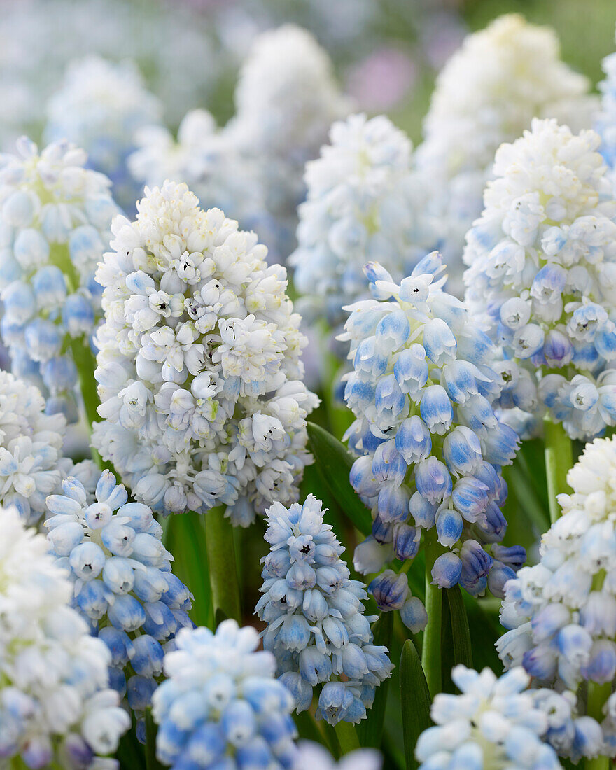 Muscari Double Beauty