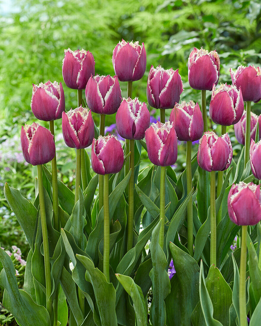 Tulipa Fringed Mystery