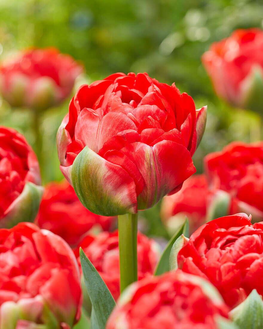 Tulipa Bombastic Red