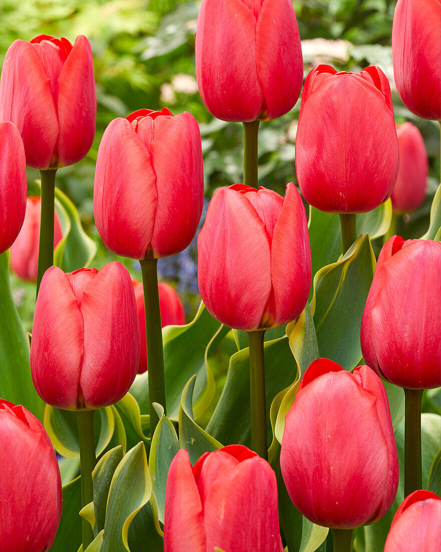 Tulipa Paradise Mountain