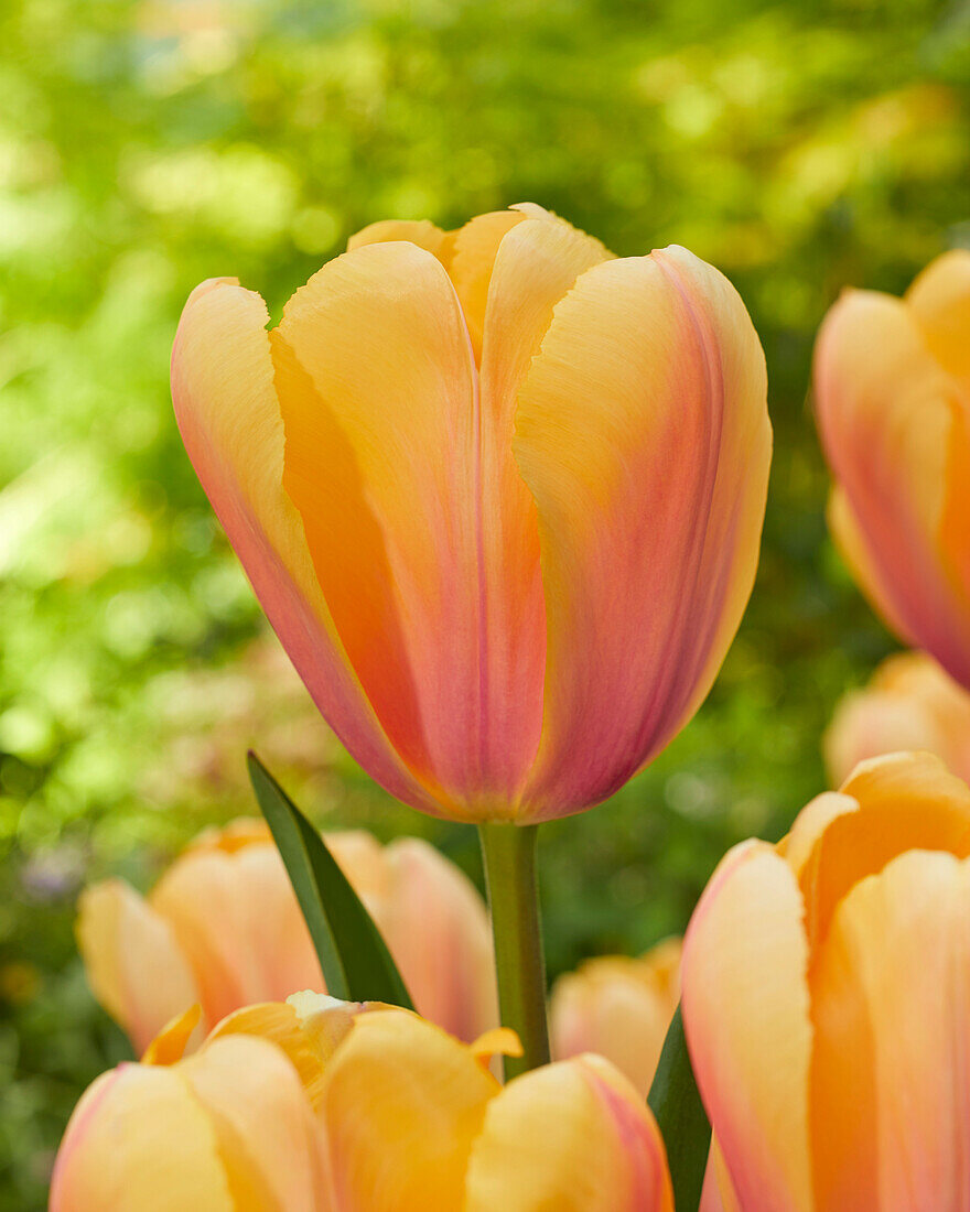 Tulipa Blushing Impression