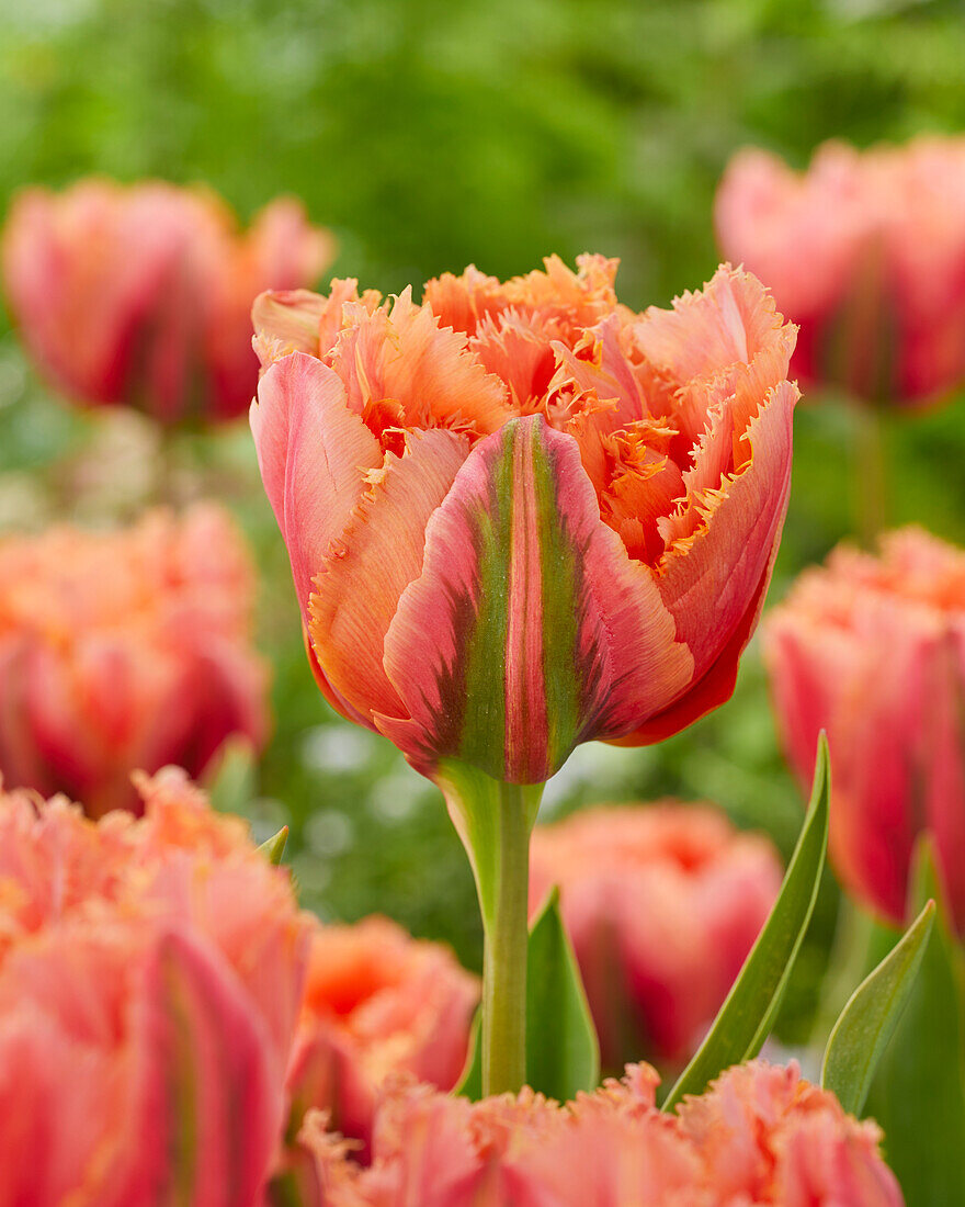 Tulpe (Tulipa) 'Royal Centennial'