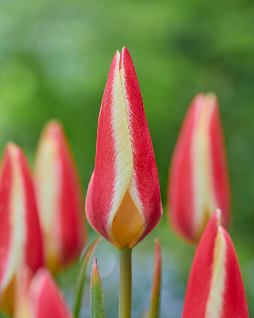 Tulpe (Tulipa) 'Tinka'