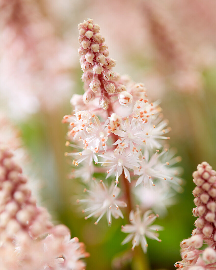 Tiarella Pink Skyrocket