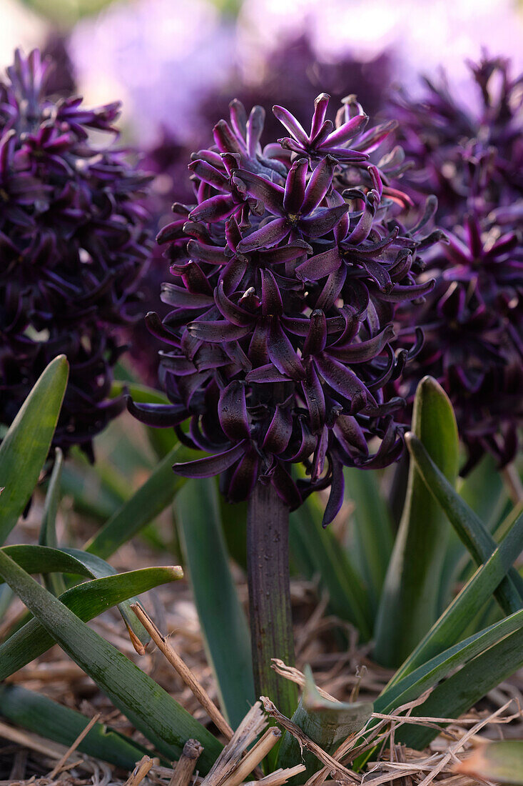 Hyacinthus Midnight Mystique