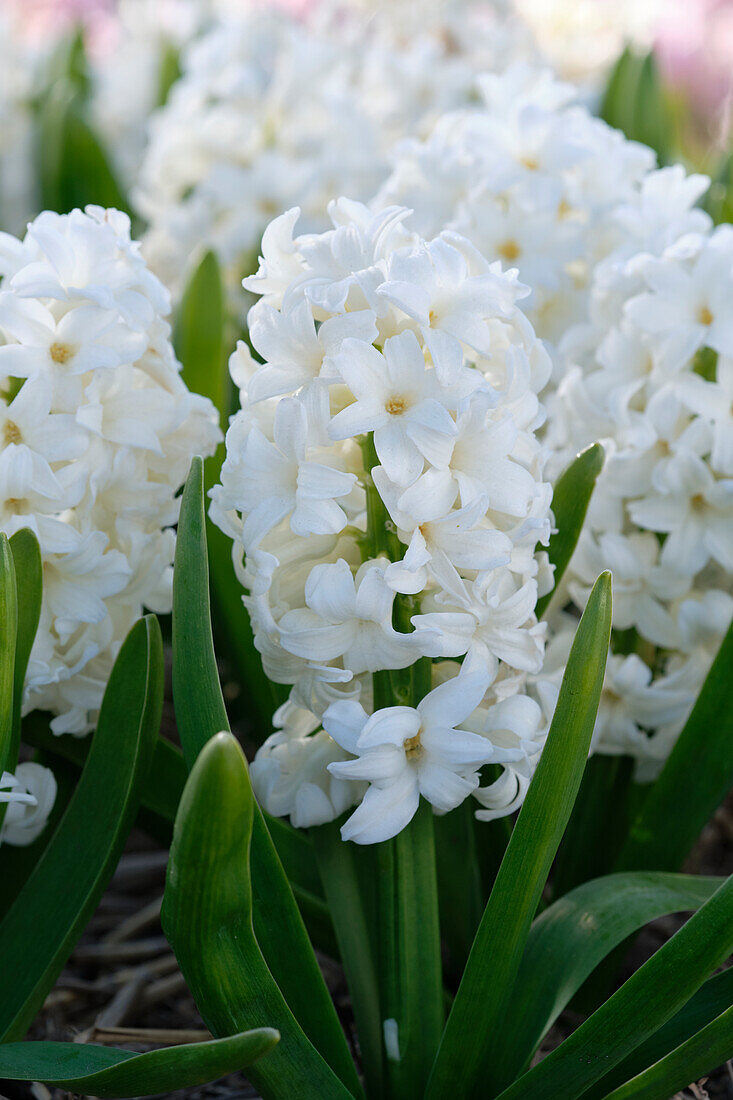 Hyacinthus Avalanche