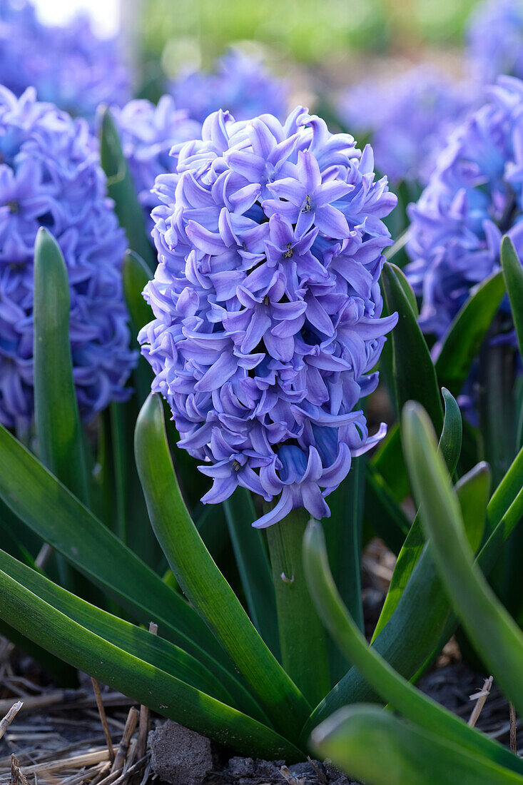 Hyacinthus Sky Jacket