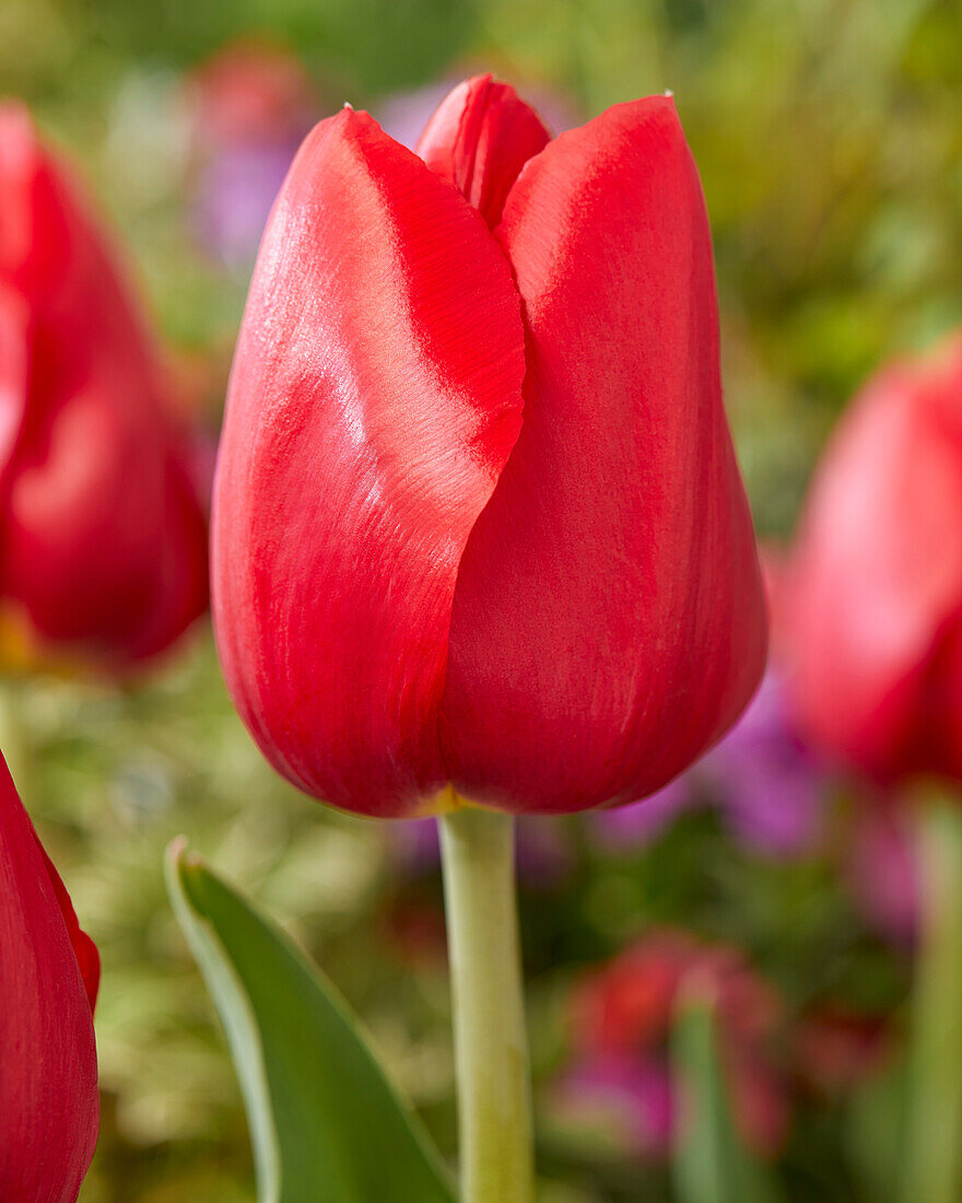 Tulipa Red Stone