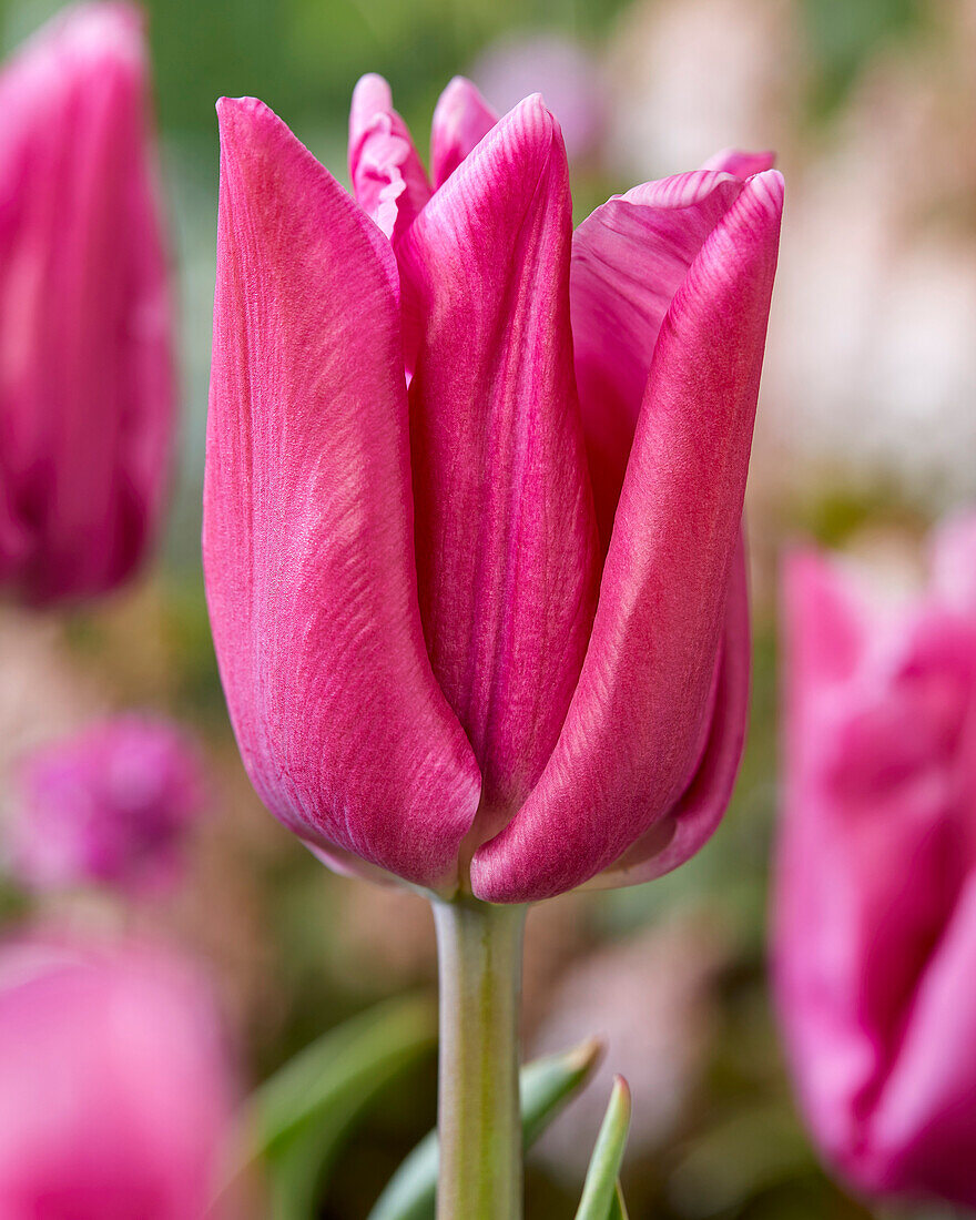 Tulipa President Mary McAleese