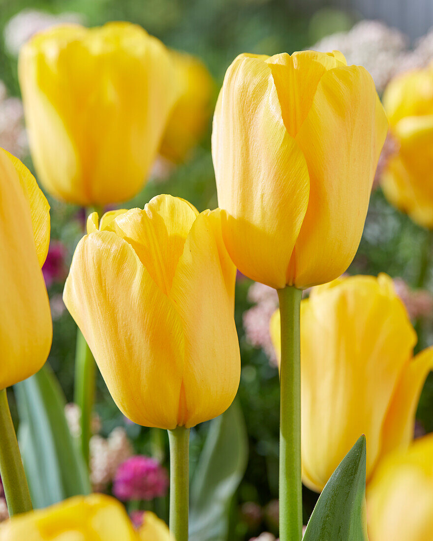 Tulpe (Tulipa) 'Golden Dragon'