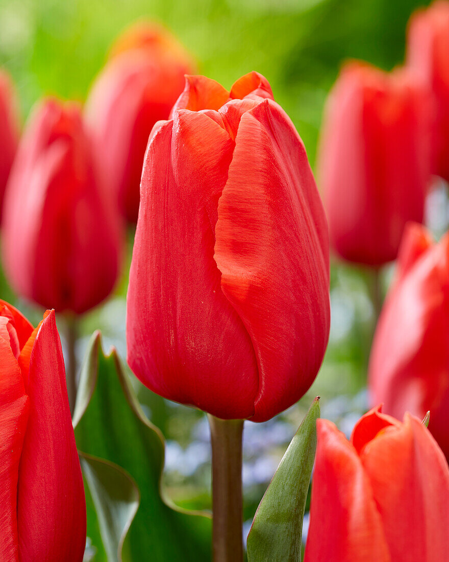 Tulipa Berini