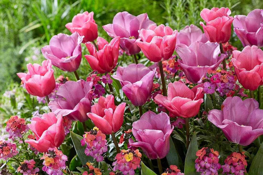 Tulipa Anjesca, President Mary McAleese