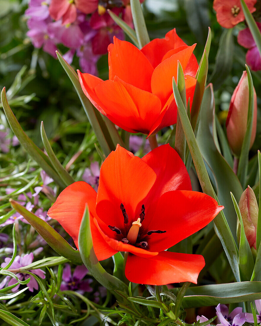 Tulipa Red Hunter