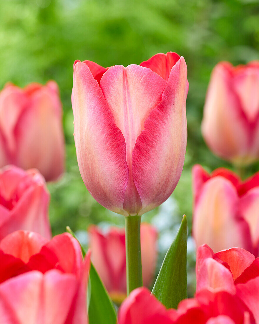Tulpe (Tulipa) 'Pink Sound'