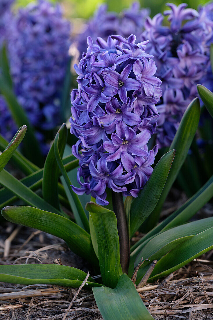 Hyacinthus Blue Star