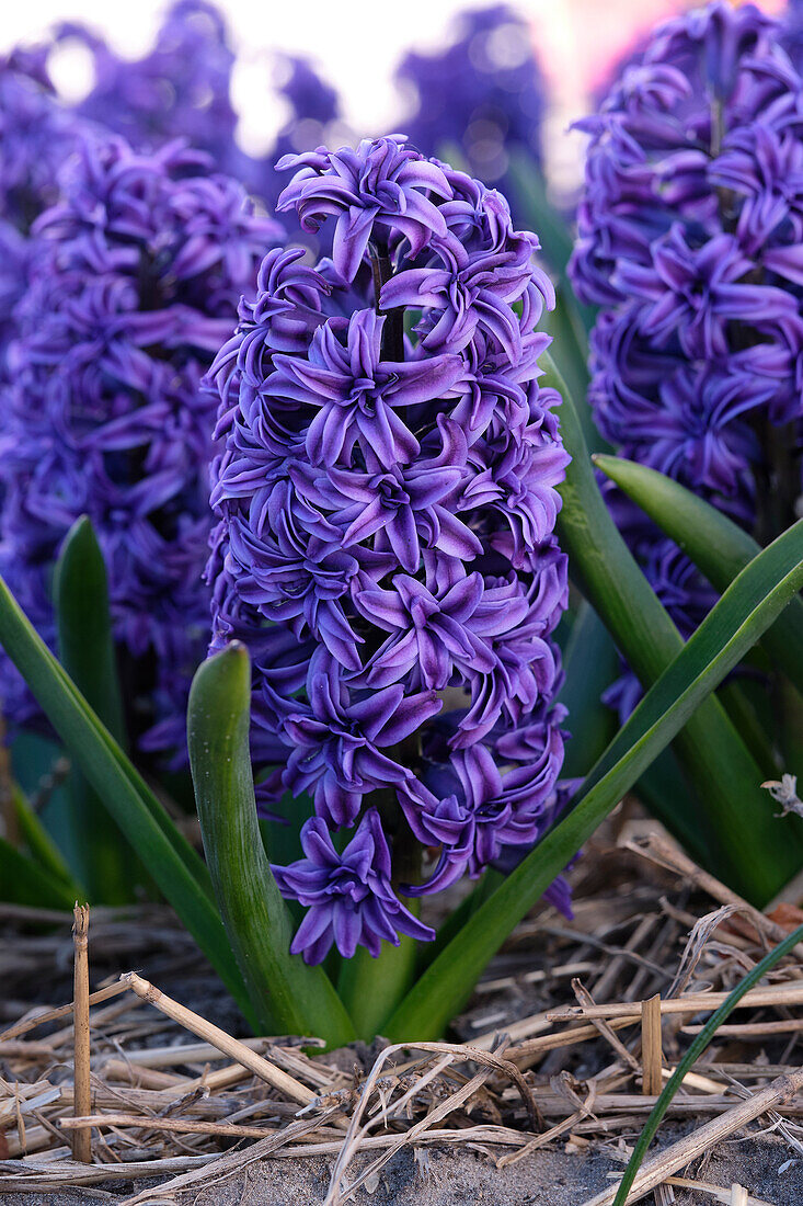 Hyazinthe (Hyacinthus) 'Crystal Palace'