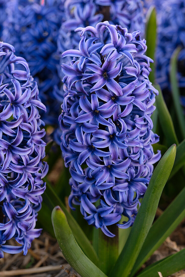 Hyacinthus Blue Jacket