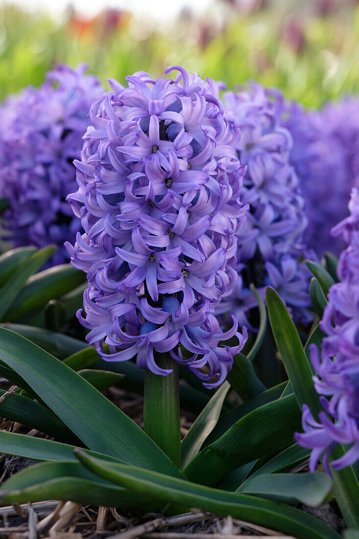 Hyacinthus Chicago