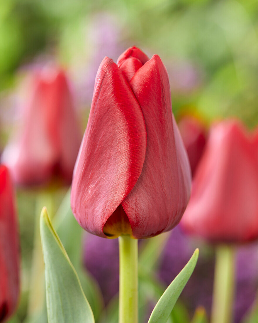 Tulpe (Tulipa) 'Renegade'