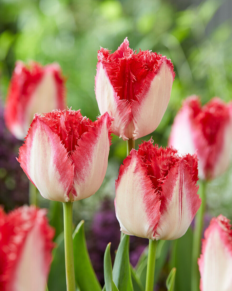 Tulpe (Tulipa) 'Sweets Paradise'