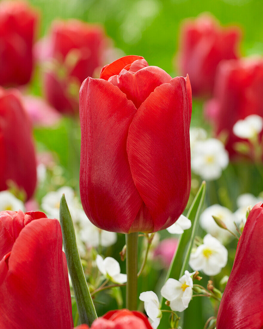 Tulipa Red Jimmy