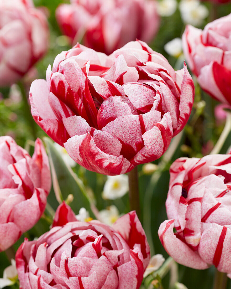 Tulipa Carnaval Sweet