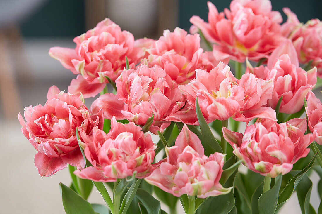 Tulpe (Tulipa) 'Rembrandt'