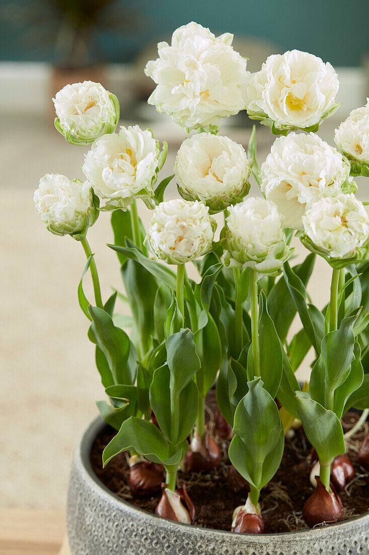 Tulpe (Tulipa) 'Gerard Dou'