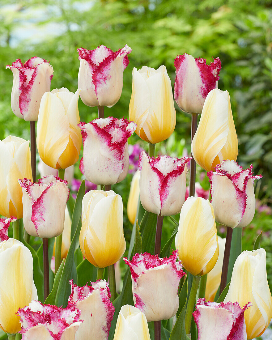 Tulpe (Tulipa) 'Raspberry Ripple', ' Lemon Chiffon'