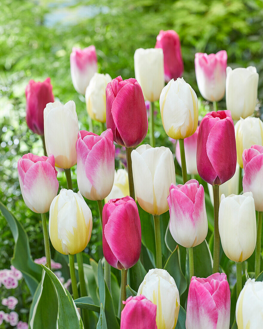 Tulpe Tulipa Mischung Bild Kaufen Gartenbildagentur Friedrich Strauss