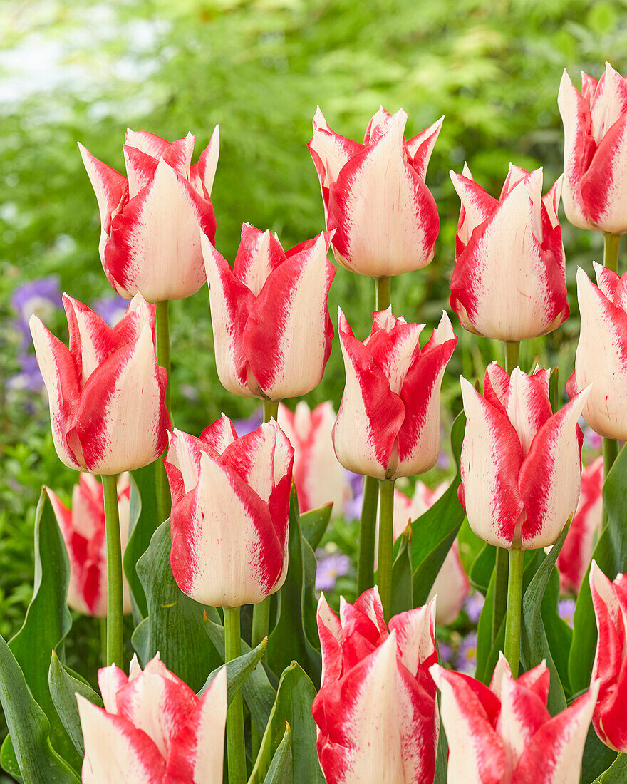 Tulpe (Tulipa) '89-03'