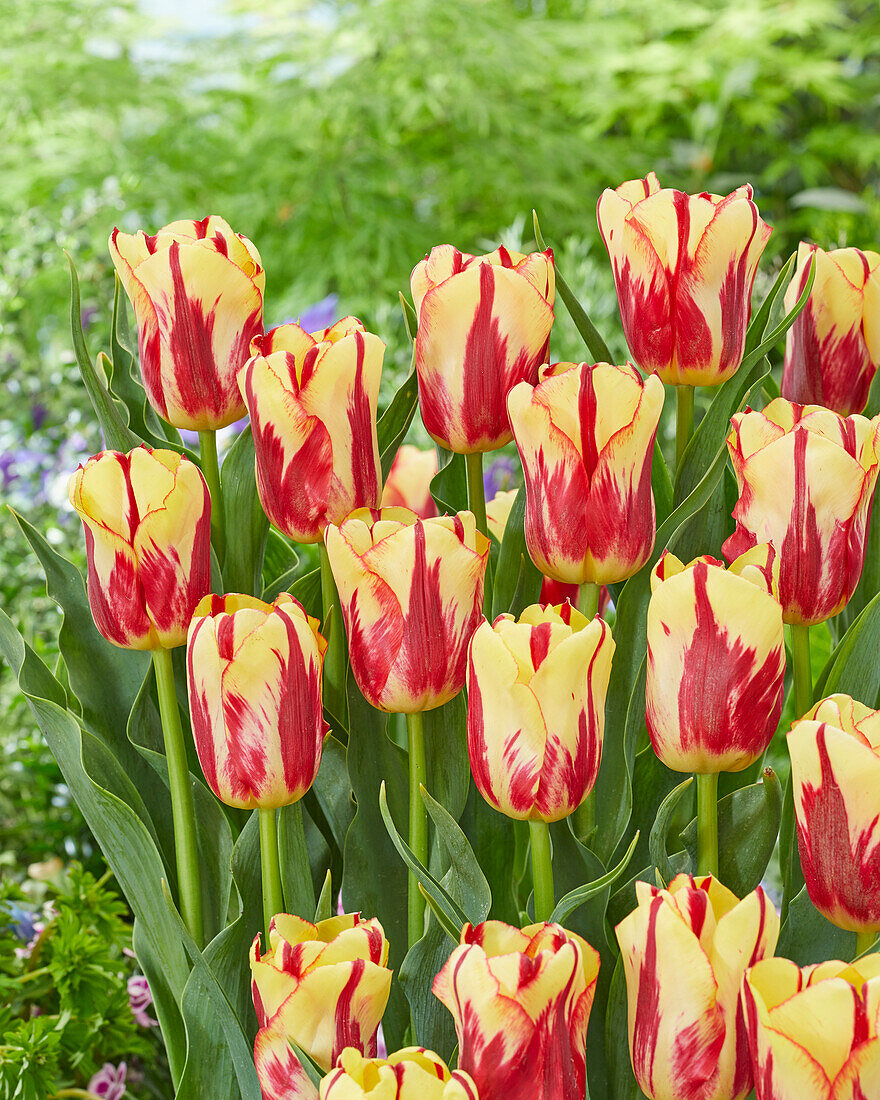 Tulipa 88-94