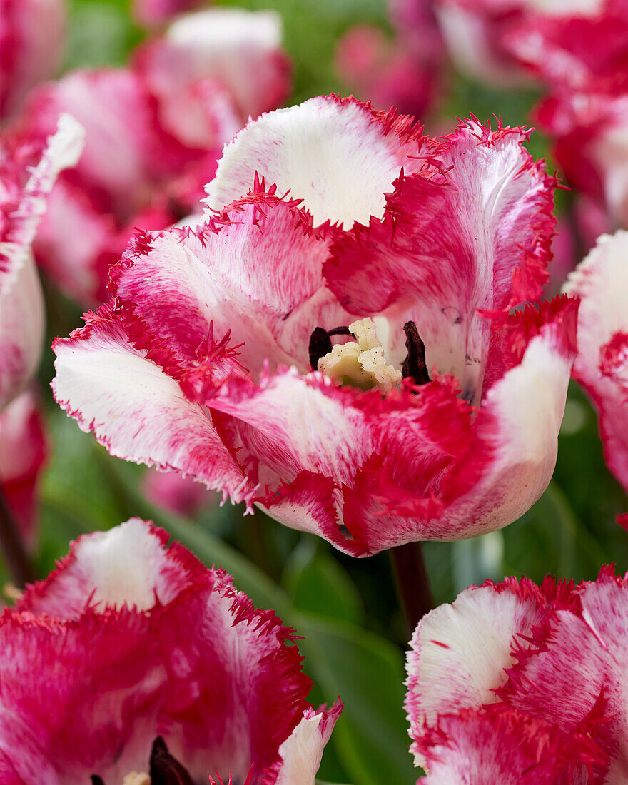 Tulpe (Tulipa) 'Raspberry Ripple'