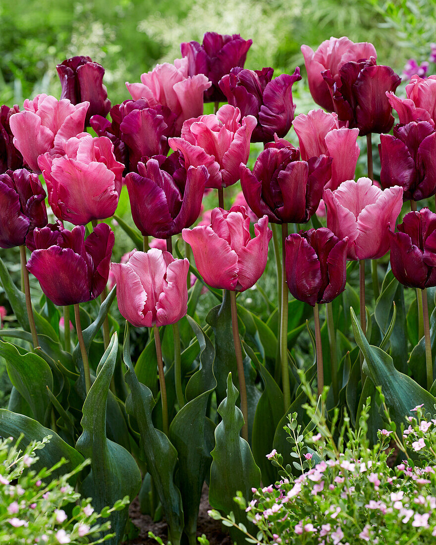 Tulpe (Tulipa) 'Victoria's Secret ', Mischung