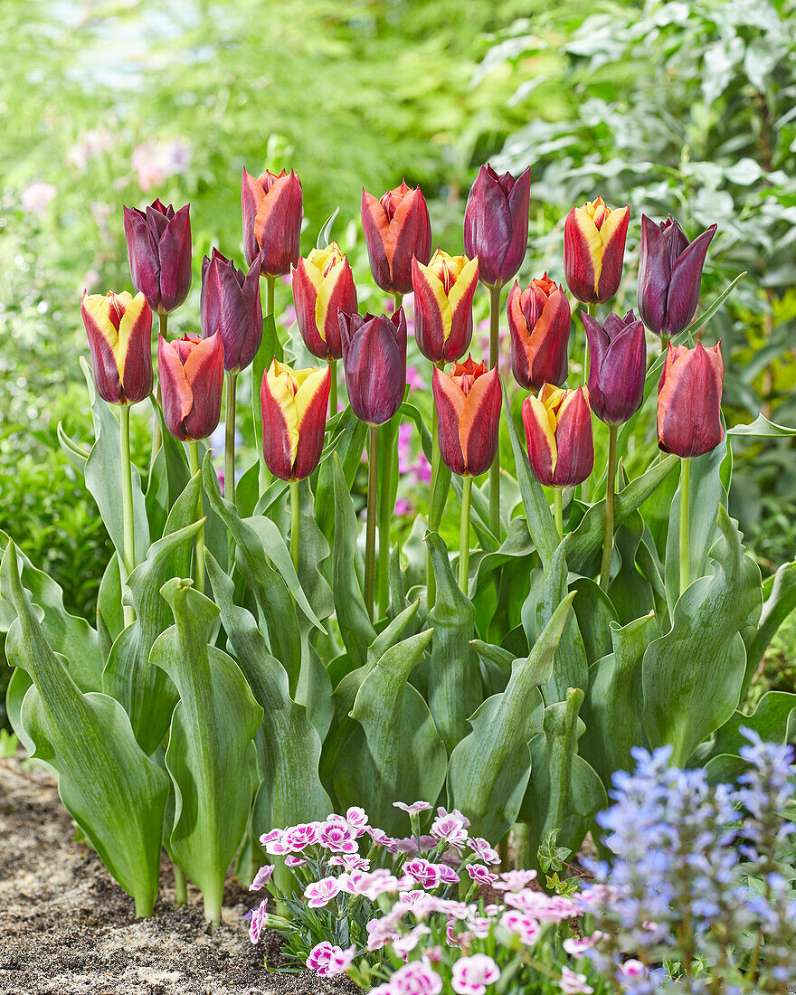 Tulipa Havran, Gavota and Slawa