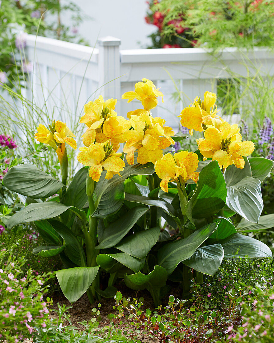 Blumenrohr (Canna) 'CannaSol® Happy Emily'