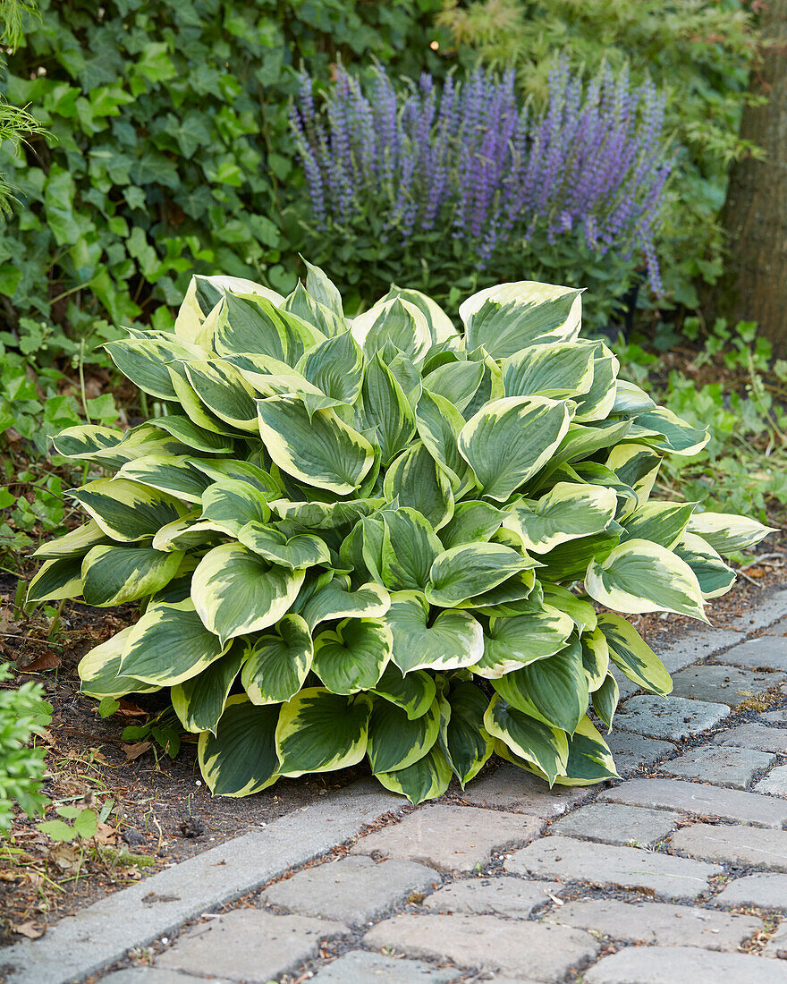 Hosta Anne