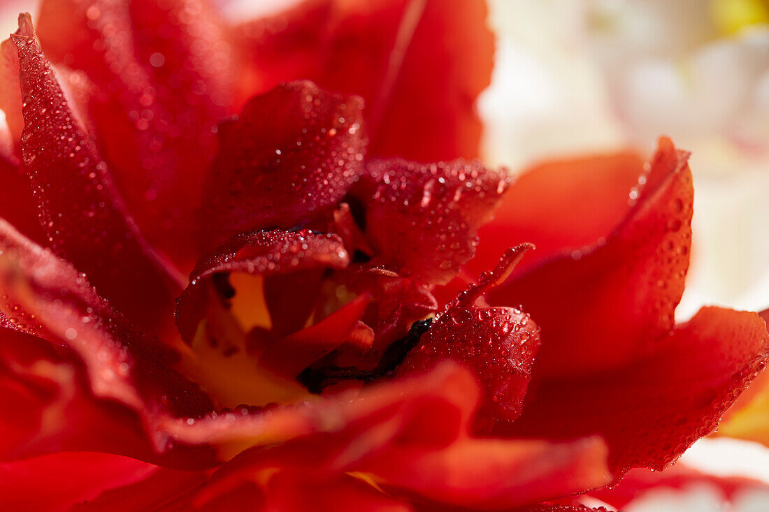 Tulipa Willemsoord