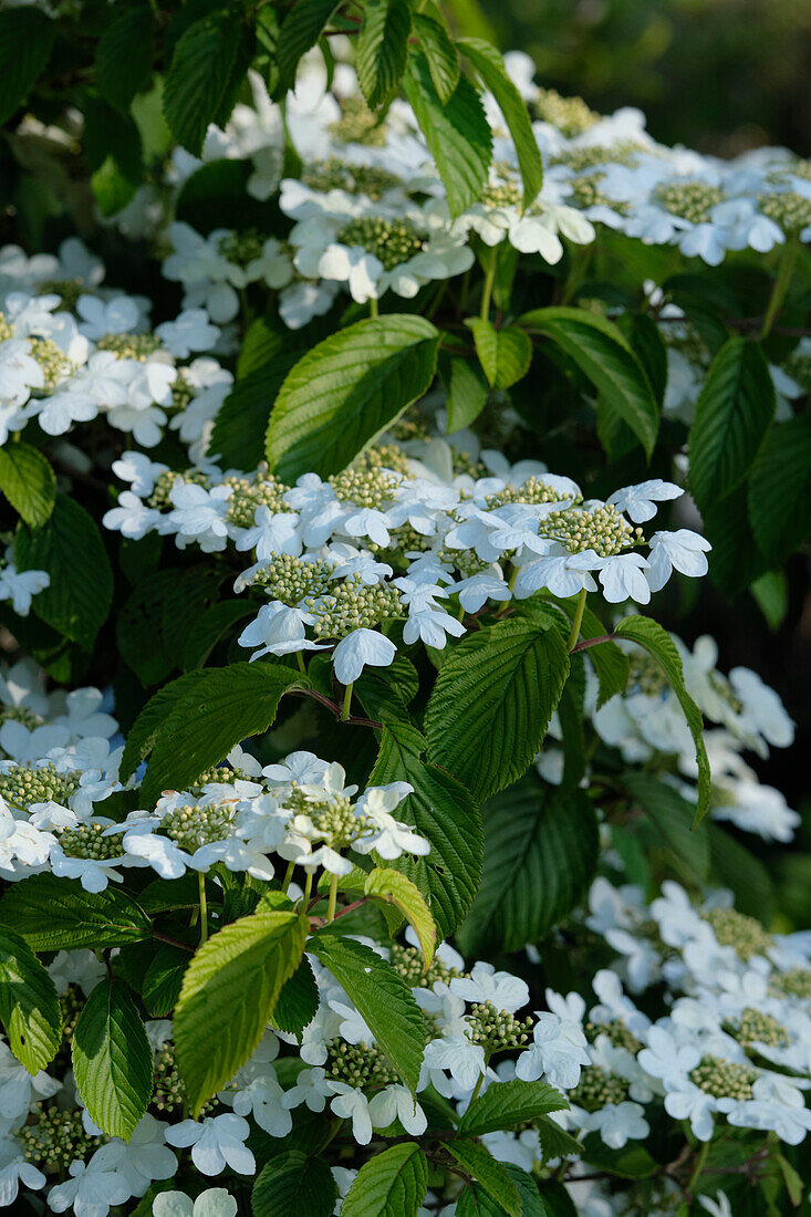 Japan-Schneeball (Viburnum plicatum) 'Kilimandjaro'